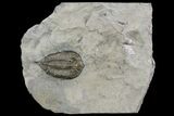Dalmanites Trilobite Fossil - New York #99030-2